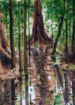 Water color painting forest water